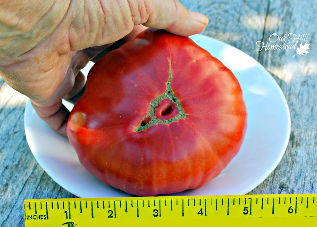 The bottom of an heirloom tomato