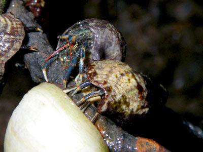 Blue hermit crabs