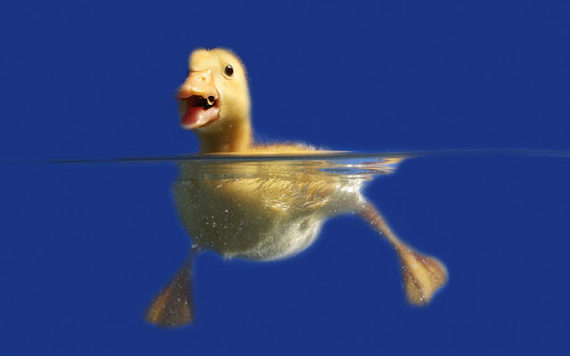 water, swim, yellow duckling