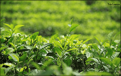 Tea Leaves Processing, Manufacturing and Selling Business Start-up successfull Idea  ,  ultimate growup , ultimategrowup.com