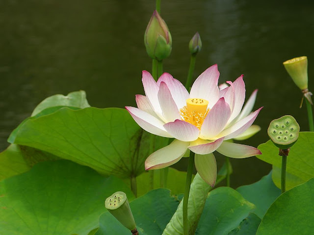 Beautiful Lotus HD Wallpapers Free Download