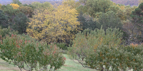 The Gardens at Monticello 