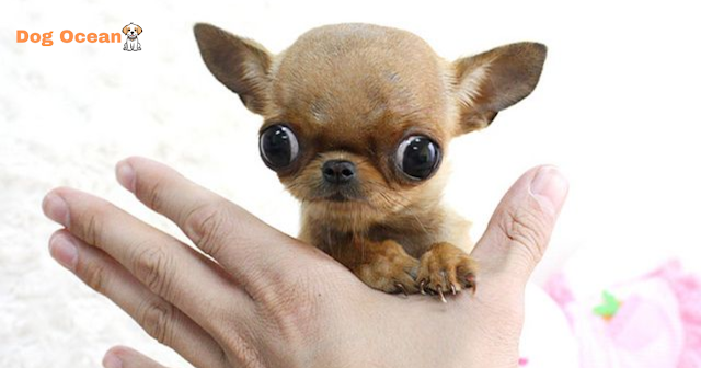 Are teacup Chihuahua healthy?