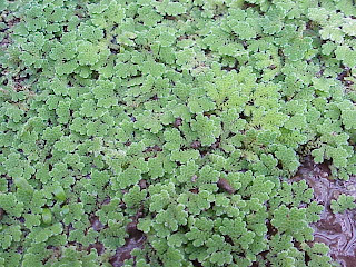 Azolla caroliniana Willd., dari Amerika Utara