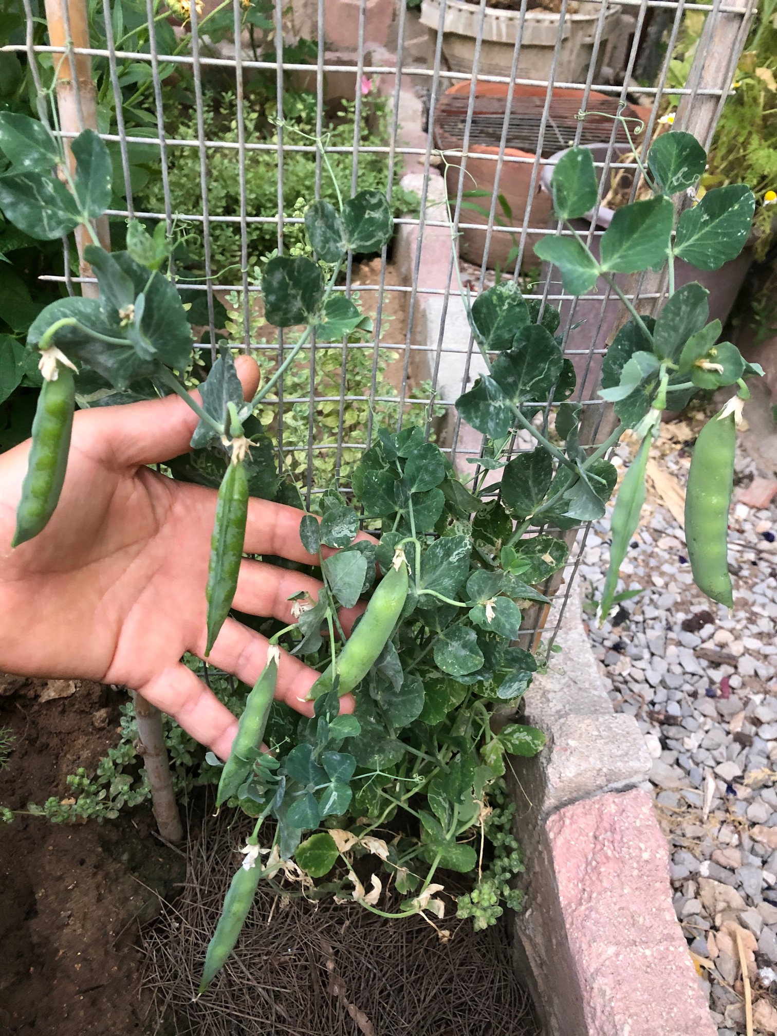 By using pre-sprouted seeds, gardeners can extend the growing season, enjoying fresh peas for a more prolonged period, particularly in regions with shorter growing seasons.