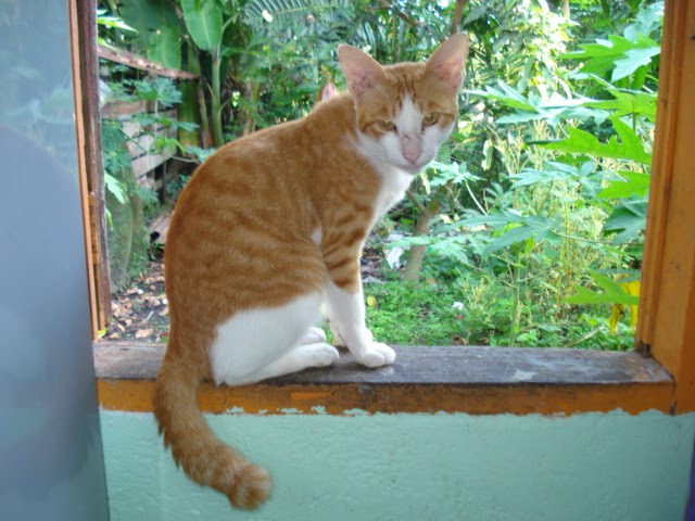 CERITA KITA: KUCING DAH BESAR