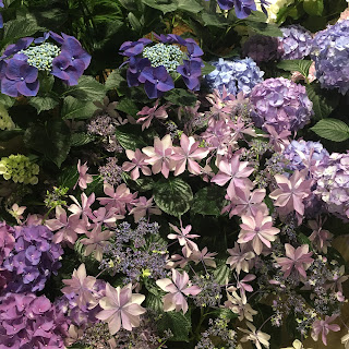 Hydrangea, flower, 紫陽花、アジサイ、あじさい、花,