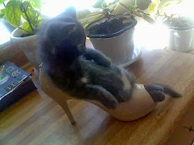 Funny cats - part 86 (40 pics + 10 gifs), kitten sits on lady shoe