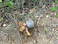 Small Snail on the Rocky Soil on Floreana