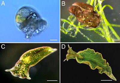 Elysia Chlorotica, Hewan Yang Bisa Fotosintesis