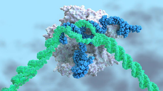 La inyección de CRISPR en la sangre trata por primera vez una enfermedad genética