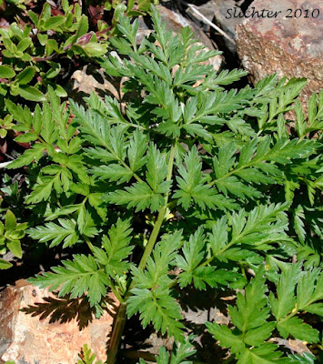 Гирчовник китайский / Лигустикум китайский (Conioselinum chinense, =Ligusticum chinense)