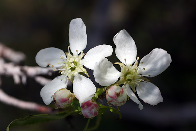 Груша Регеля / Груша разнолистная (Pyrus regelii, =Pyrus heterophylla)