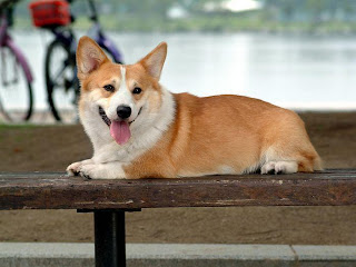 Pembroke Welsh Corgi Wallpaper