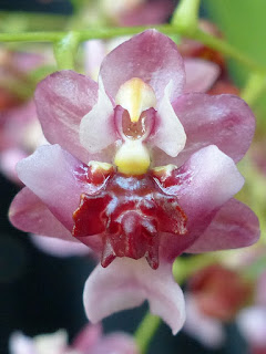 Oncidium Twinkle 'Red Fantasy'