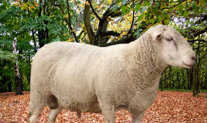 Canadian Arcott Sheep Disadvantages & Advantages
