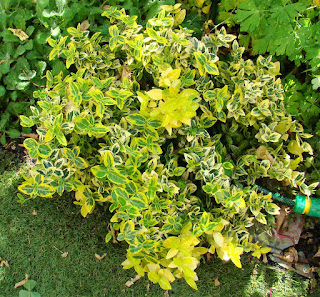 Bonetero rastrero (Euonymus fortunei 'Emerald' n 'Gold').