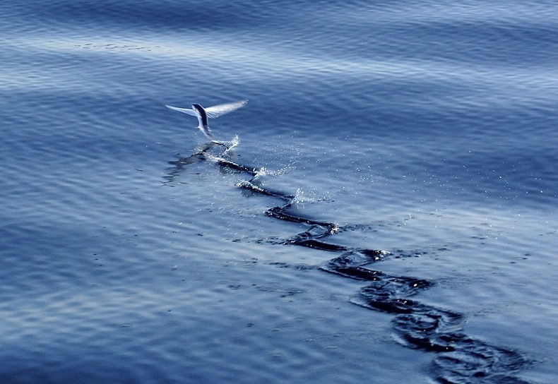 flying-fish-1
