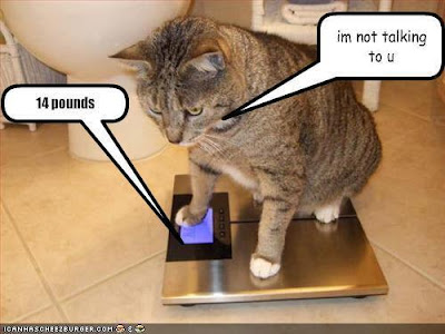 cat on talking weigh scale