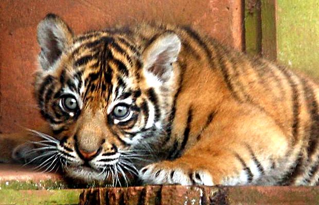 tiger cubs wallpaper. Rare Sumatran tiger cubs make