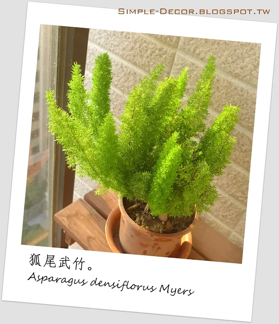 https://simple-decor.blogspot.com/2019/11/greeny-garden-Asparagus-densiflorus-Myers.html