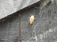 Cicada moult - Te Kainga Marire, New Plymouth, New Zealand