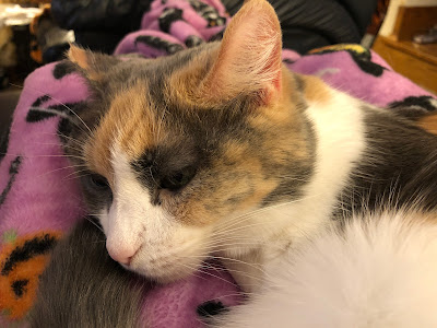 Calico cat resting on blanket