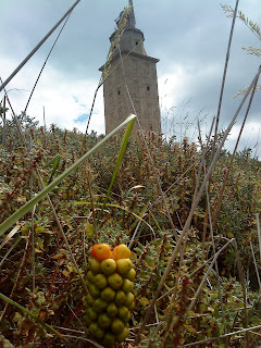 Flower and Tower   Sprint in Tower of Hercules (Corunna, Spain)   by E.V.Pita   http://evpita.blogspot.com/2011/05/flower-and-tower-flores-torre-de.html   Flores + Torre de Hércules  (Primavera en Torre de Hércules, A Coruña)  por E.V.Pita