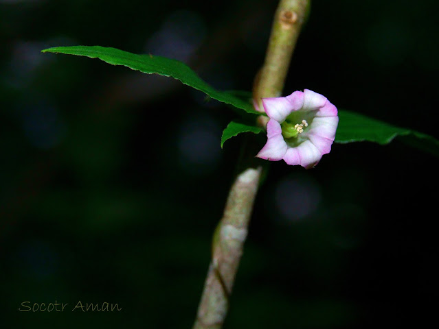 Tripterospermum japonicum