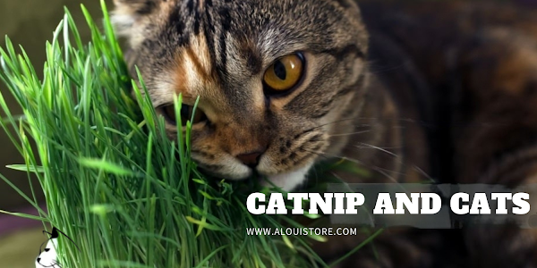  Unveiling Feline Fascination: A Comprehensive Guide to Catnip and Its Effects on Cats