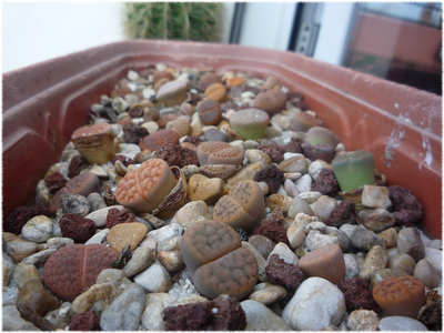 lithops