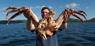 Giant Coconut Crab