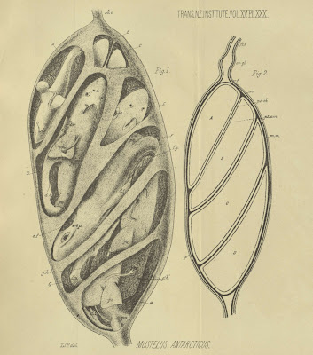 Mustelus Antarcticus