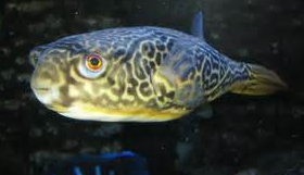 Ikan Buntal jenis Puffer Mbu