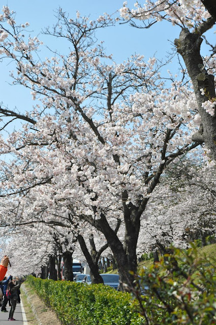 White Cherry Blossoms