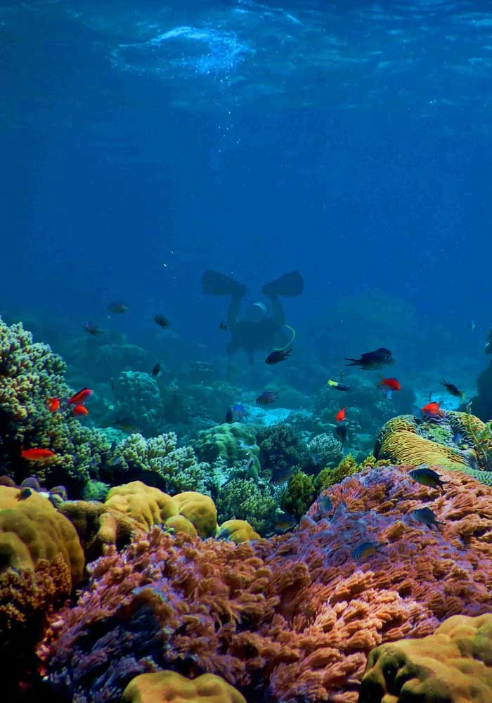 Snorkeling Diving di Pantai Pemuteran Bali