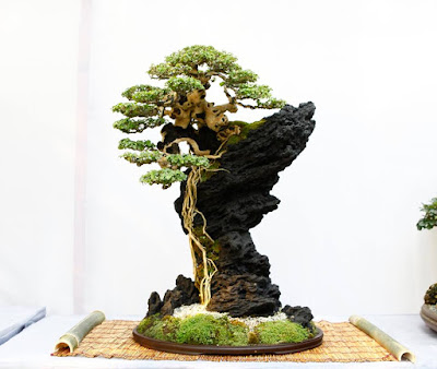 Bonsai Bisa Disebut Bagus Jika