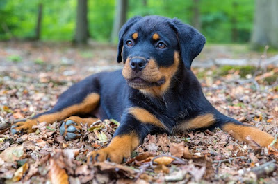 Pedigree Rottweiler Puppies For Sale Near Me