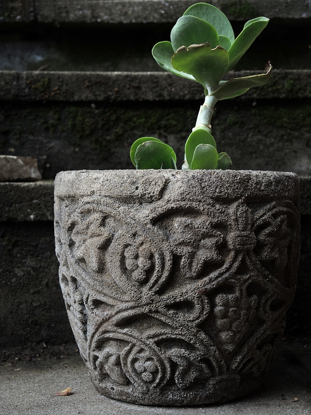 In mijn huiskamerjungle: de woestijnroos of Kalanchoe thyrsiflora