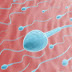Ceng Plus Mengobati Sperma Encer Pria di Apotik