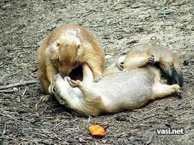 Funny Animals kissing