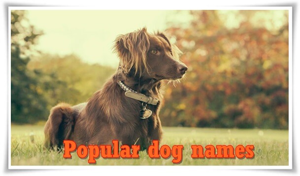 Popular dog names