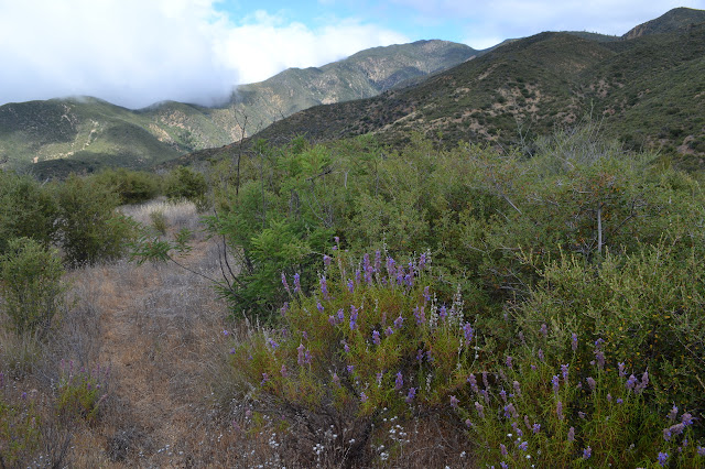 obvious trail, and a mountain in the clearing sky