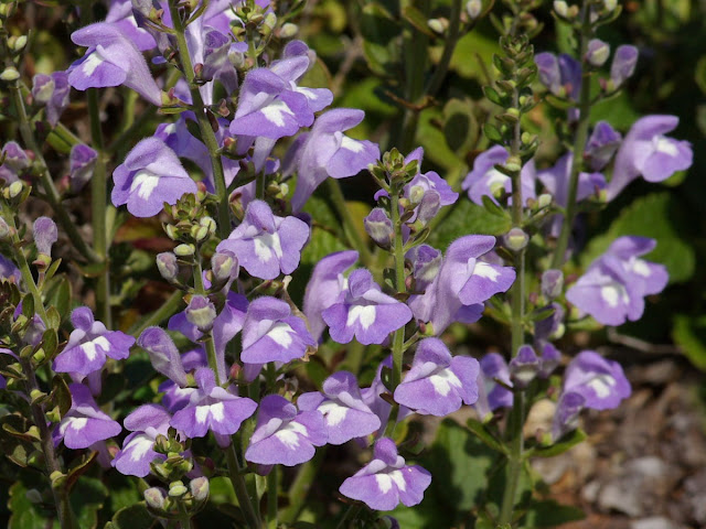 Scutellaria arenicola