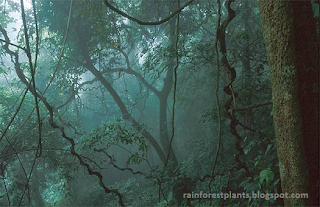 Rainforest Plants