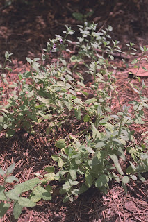 Nepeta faassenii - Catmint