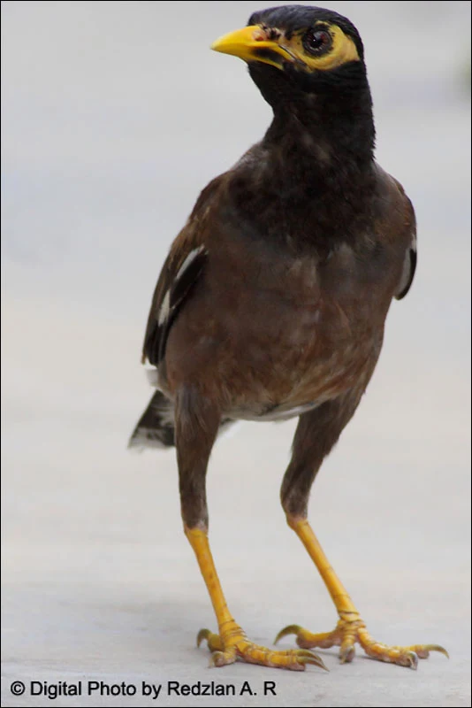 Burung tiung