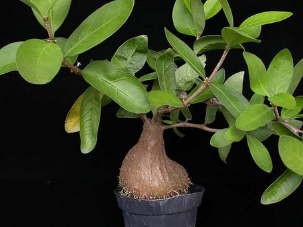 Tự trồng Kiến kỳ nam - Hydnophytum formicarum - Nguyên liệu làm thuốc Chữa Đi Lỏng-Đau Bụng