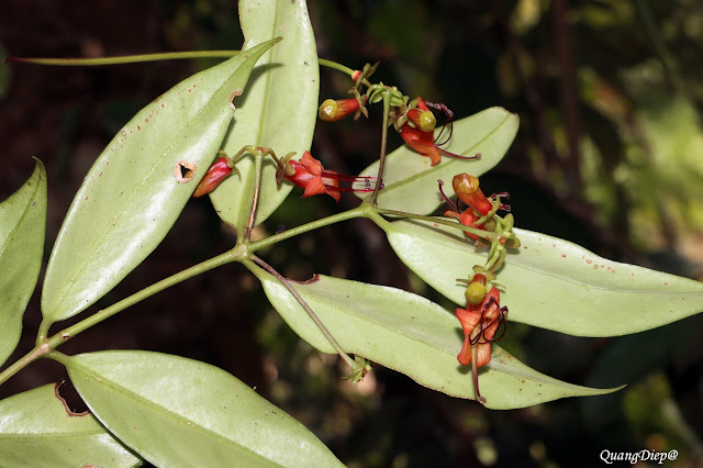 Aeschynanthus acuminatus