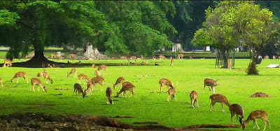 Pengertian Konservasi dan Macam-macam Contoh Konservasi serta Upaya Pelestarian keanekaragaman Hayati